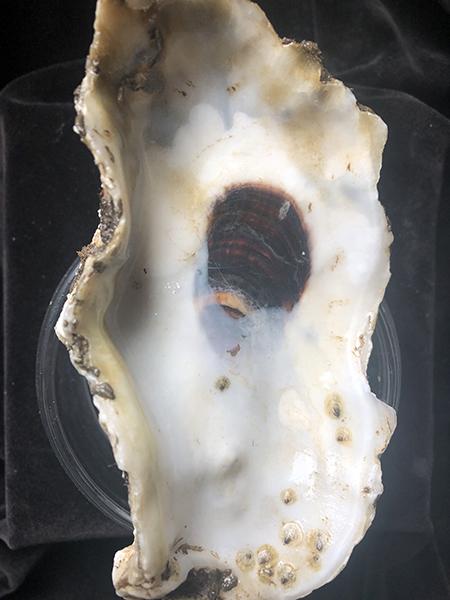 Image of oyster spat attached to an oyster shell