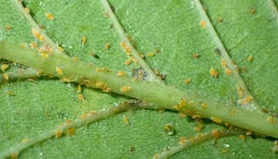 european elm scale crawlers along leaf veins