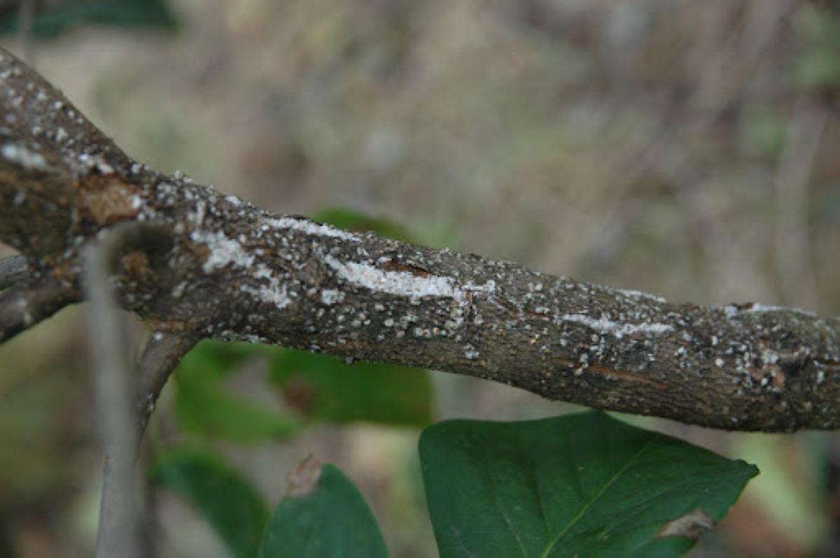white prunicola scale on a branch