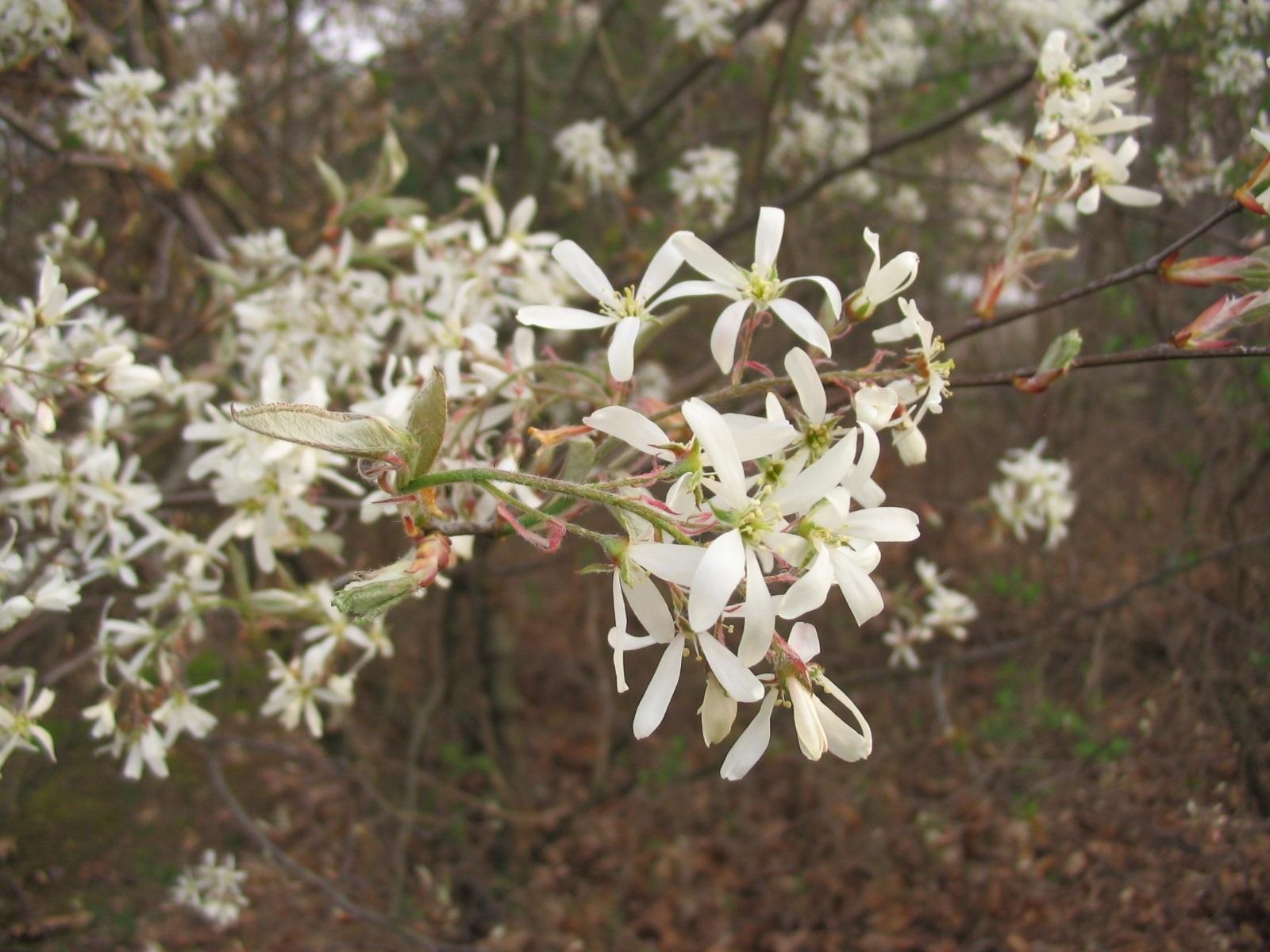 white flowers in bloom on a native serviceberry tree