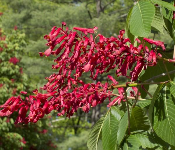 Blooms of a red buckeye tree.