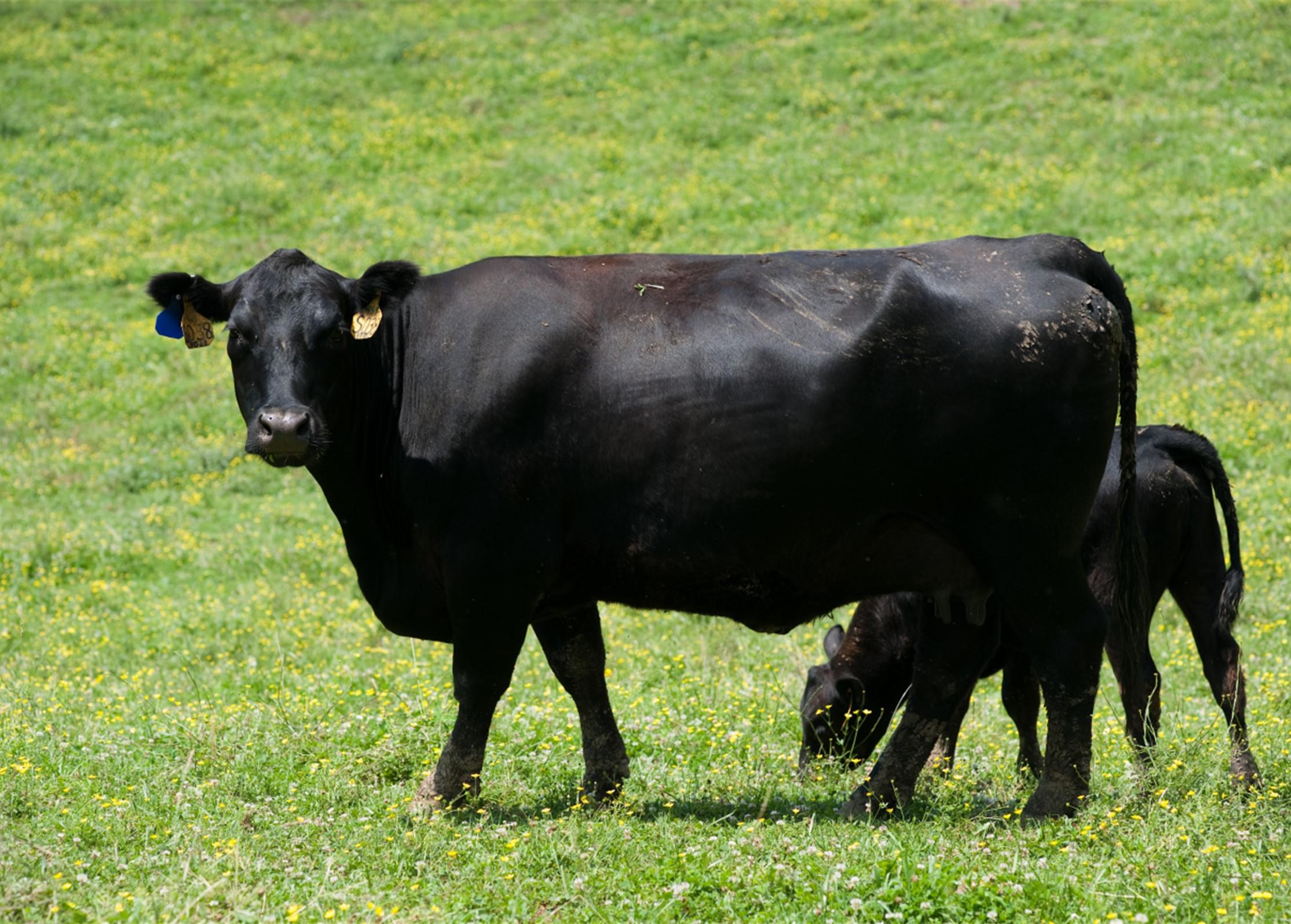 Black angus and calf in green pasture. Photo: Edwin Remsberg