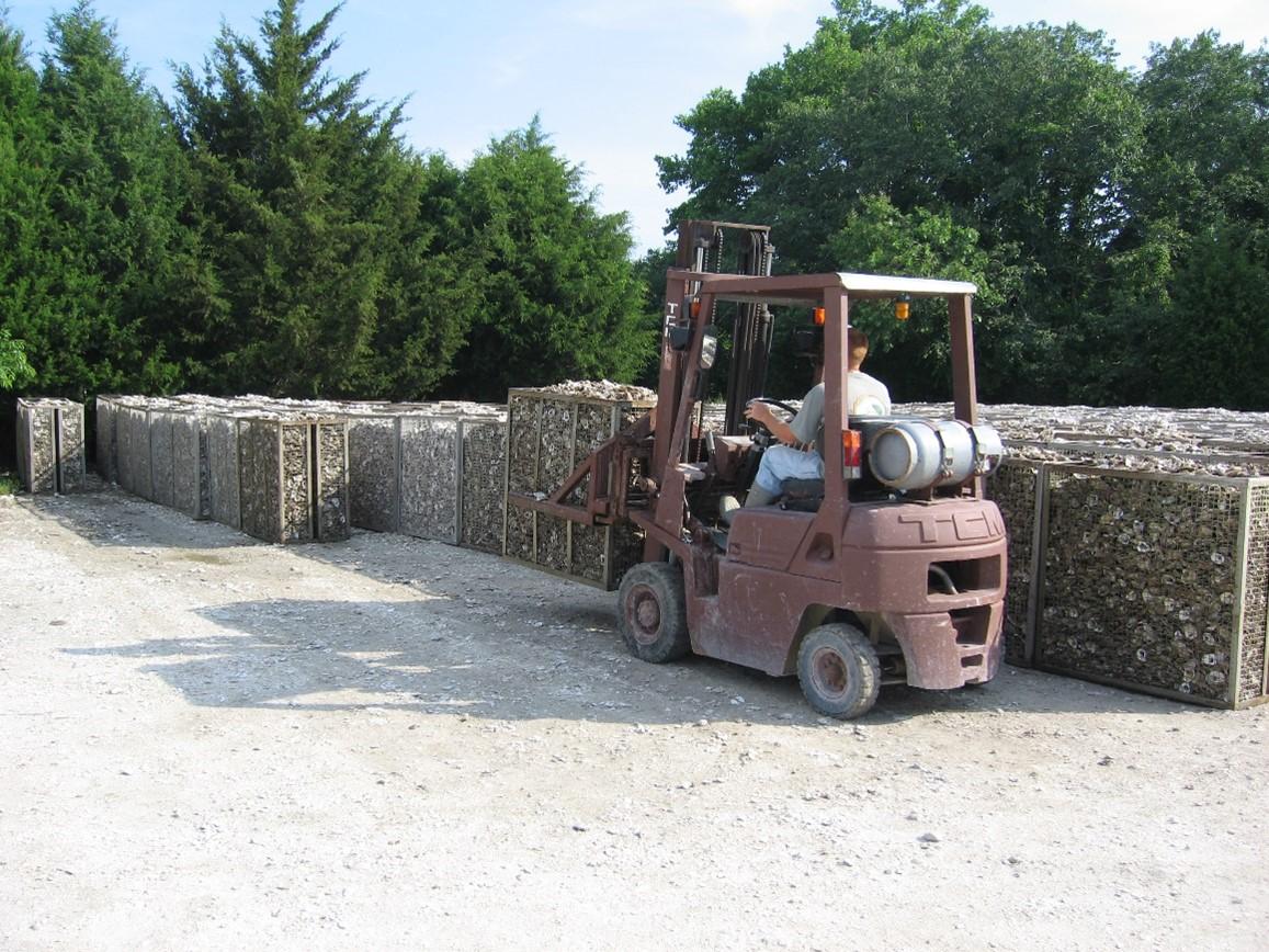 Washed, containerized shell being moved to setting tanks