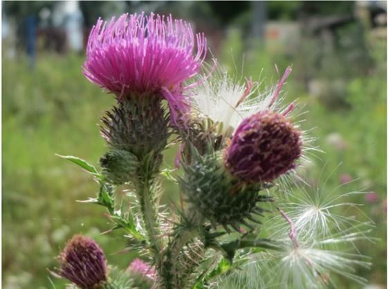 Fig. 2. Plumless thistle, Carduus acanthoides  Photo: Andreas Rockstein (CC)