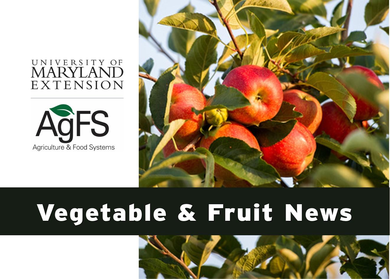 Vegetable and Fruit Newsletter cover for September
