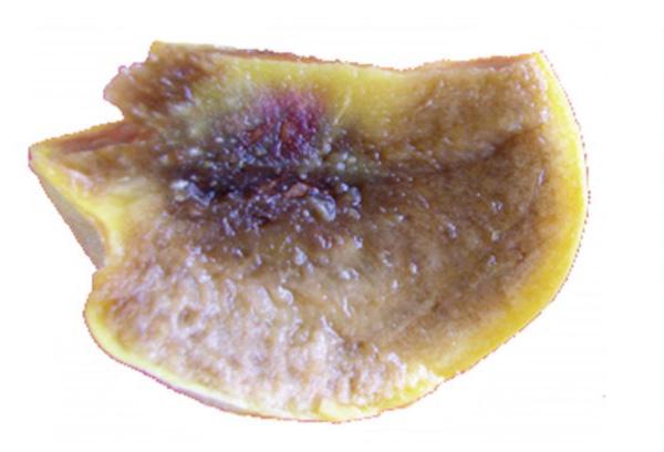 Peach with flesh browning