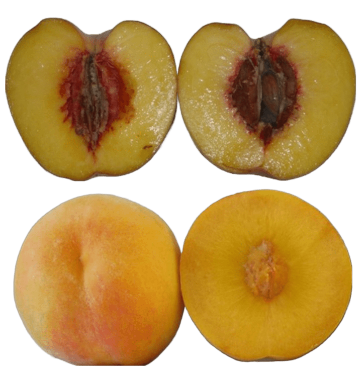 melting type peach (top) and non-melting (bottom)