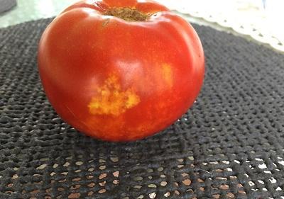 irregular cloudy-white spot on a tomato 