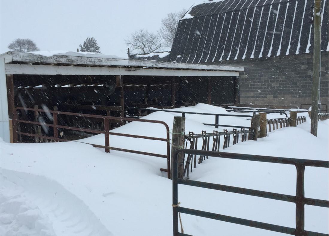 calf pen covered in snow