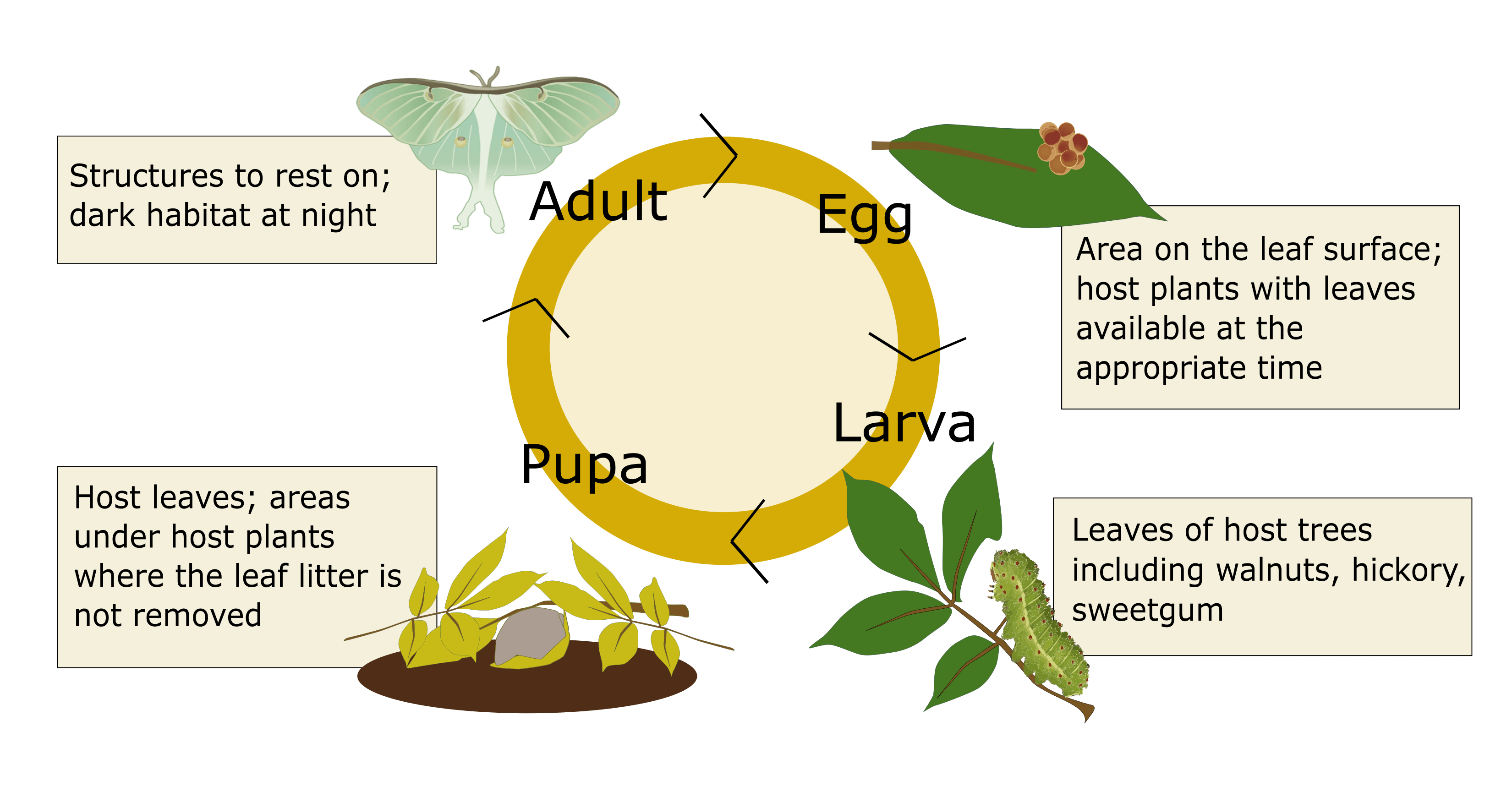 Life cycle of a luna moth that circles from egg, to larva to pupa to adult. Habitat needs for each life stage are listed next to each life stage. Eggs need the area of the leaf surface and host plants with available leaves at the appropriate time. Larva need the leaves of host trees including walnuts, hickory, and sweetgum. Pupa need host leaves and areas under host plants where the leaf litter is not removed. Adults need structures to rest on and dark habitat at night.
