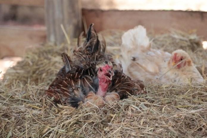 Broody hens laying in nest.