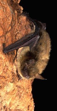 Northern Long-eared bat. Photo courtesy Maryland DNR