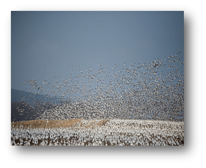Snow geese migration picture