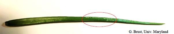 Onion leaf blade