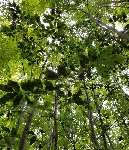 Looking into the canopy to observe BLD. Photo courtesy New York Department of Environmental Conservation