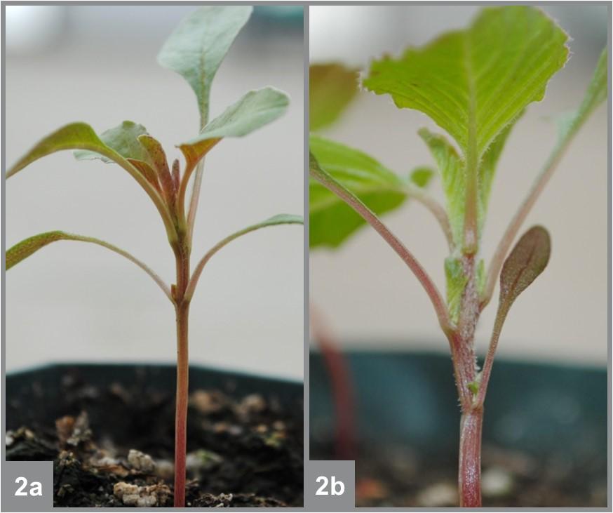 Young Palmer amaranth (a) and smooth pigweed (b)