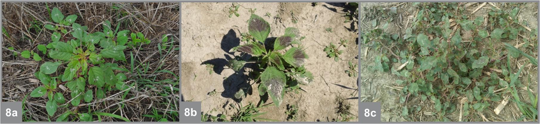 Watermarks on leaves of Palmer amaranth (a), redroot pigweed (b), and spiny amaranth (c).