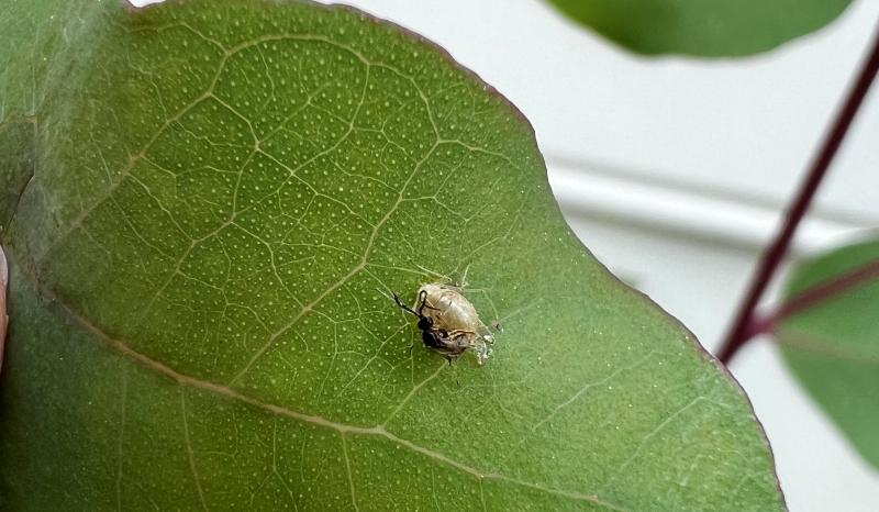 aphid-biocontrol-parasitoid-wasp-emerging