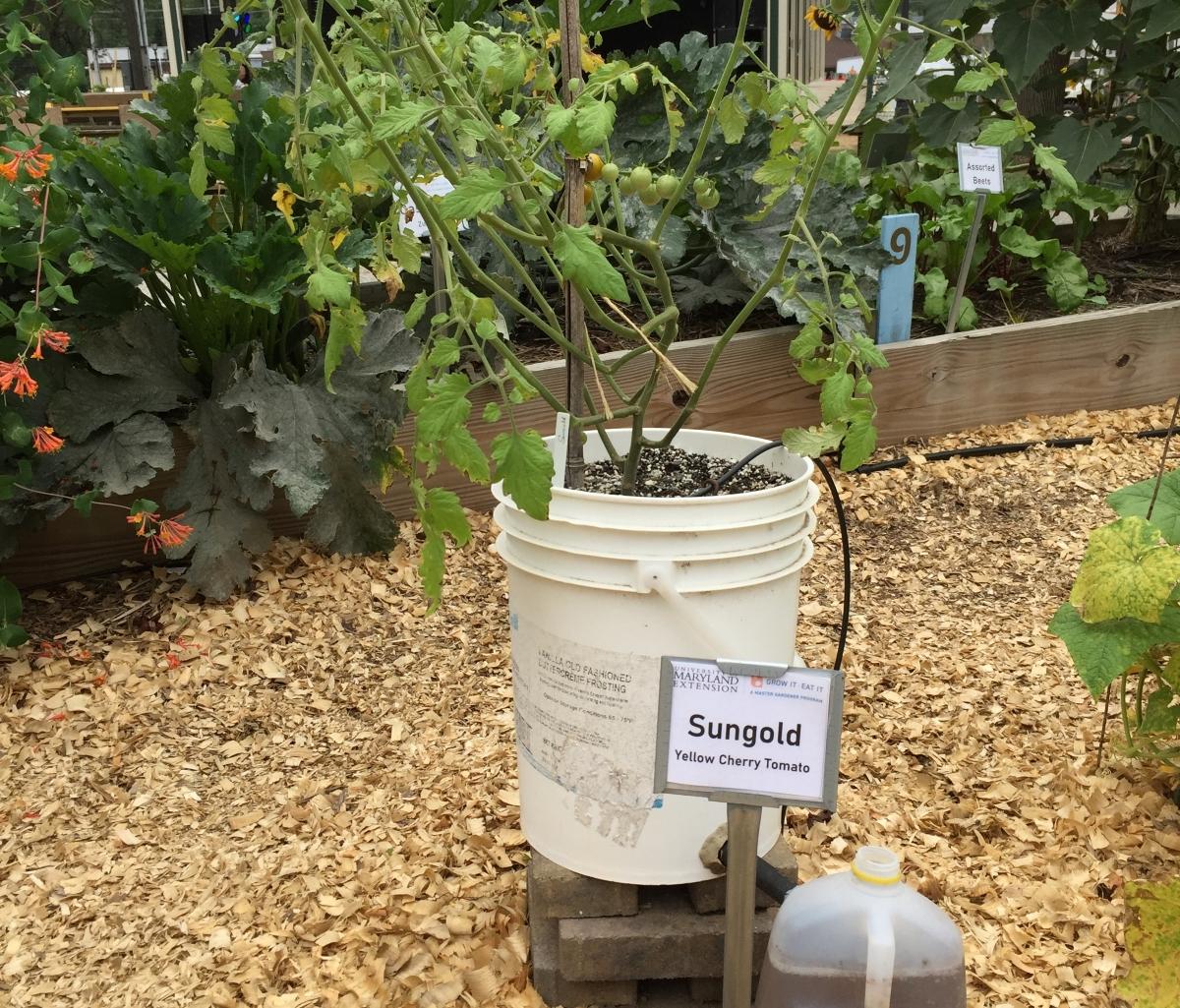 using a bucket container to grow a tomato plant