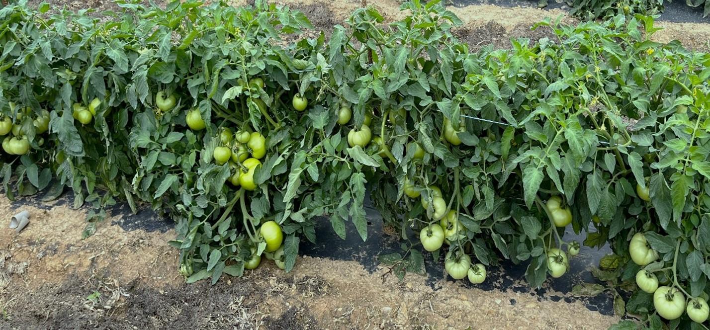 Heavy fruit set in tomato field
