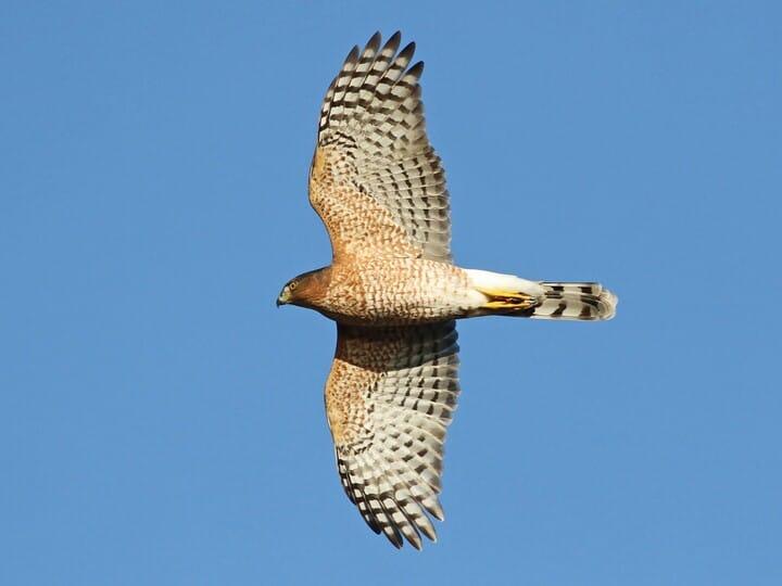 Cooper's Hawk in flight Photo (c) Alex Lamoreaux, Macaulay Library