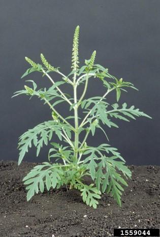 Managing Herbicide Resistant Common Ragweed (FS-474) | University Of ...