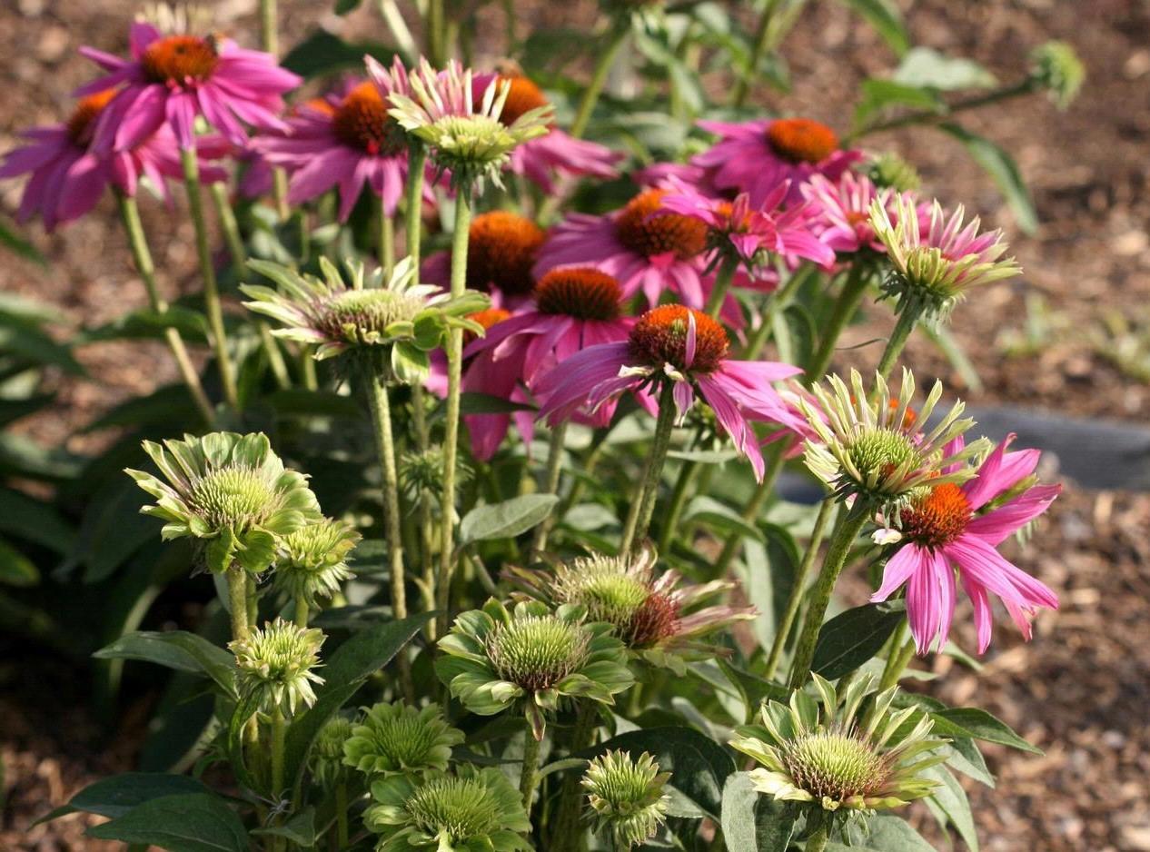 purple coneflowers have green petals and they are stunted - growing abnormally - this is caused by aster yellows disease