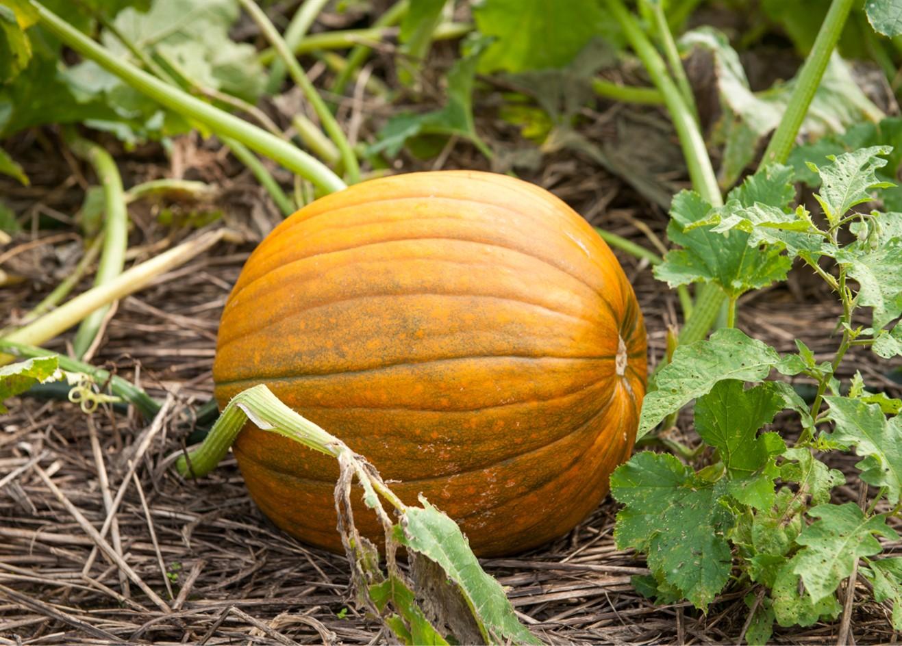 Pumpkin laying in pumpkin patch