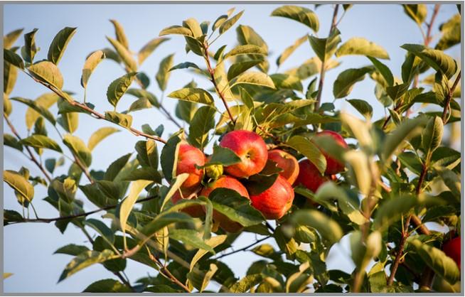 Apples growing on a tree