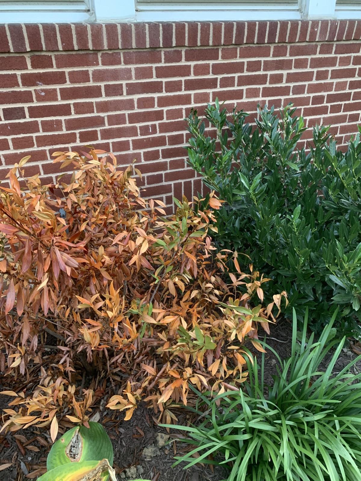 Dead cherry laurel shrub with brown leaves