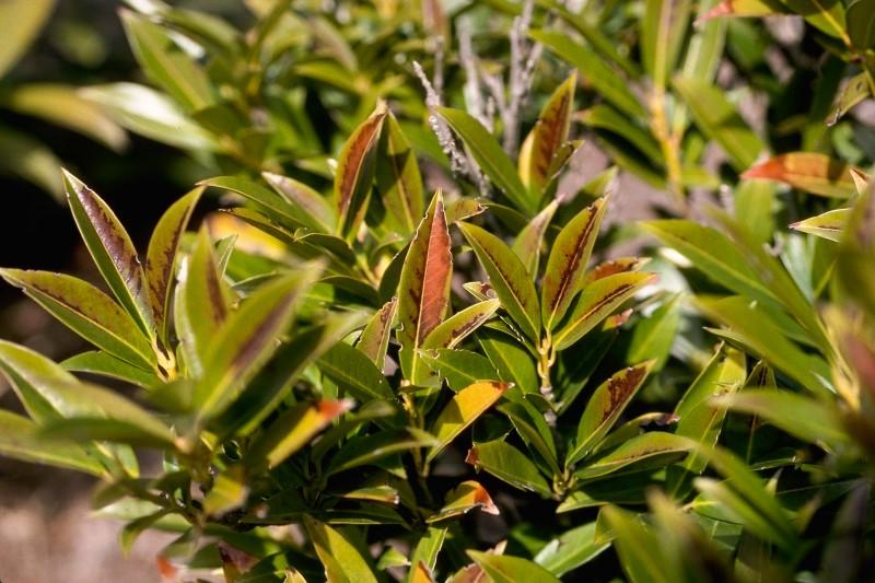Brown patches from winter injury on cherry laurel leaves