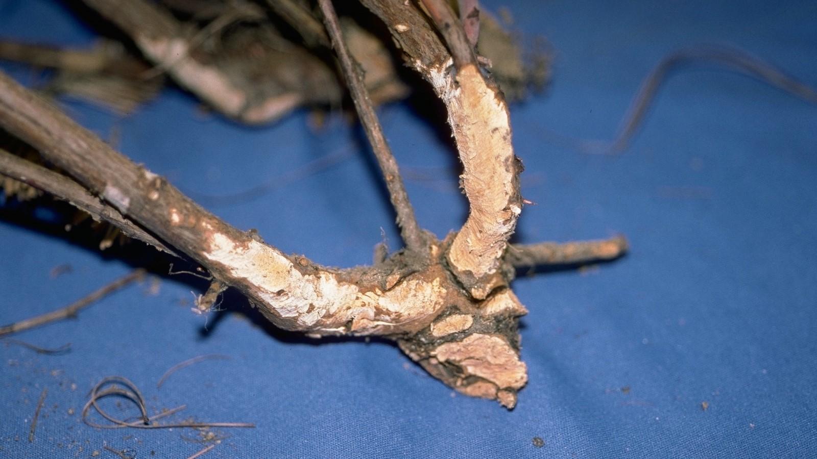 Bark damage from vole chewing on lower shrub branches