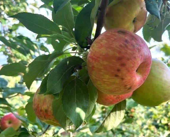 A honeycrip apple with bitter pit on a tree branch.