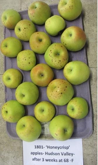 A tray of honeycrisp apples with bitter pit symptoms