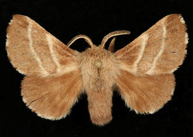 brown moth - adult form of eastern tent caterpillar