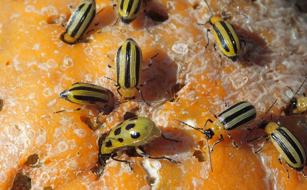 beetles eating a squash fruit - cucumber beetles