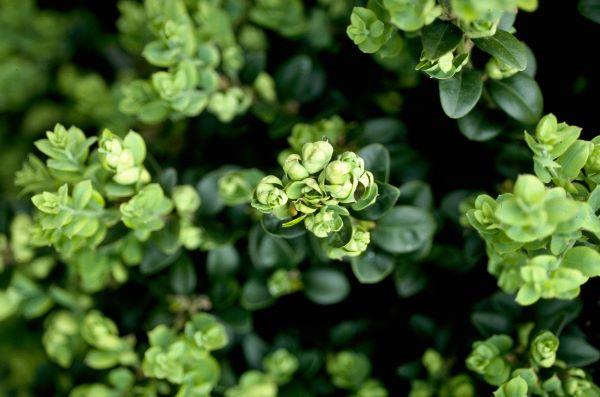 the leaves at the end of a boxwood branch are curled and cupped