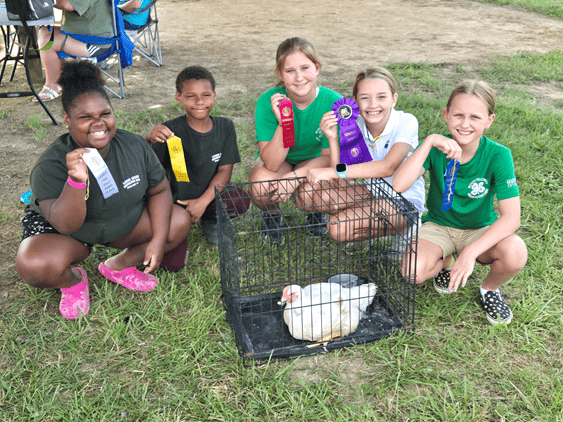 4H Broiler Class