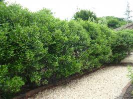 pruned waxmyrtle hedge