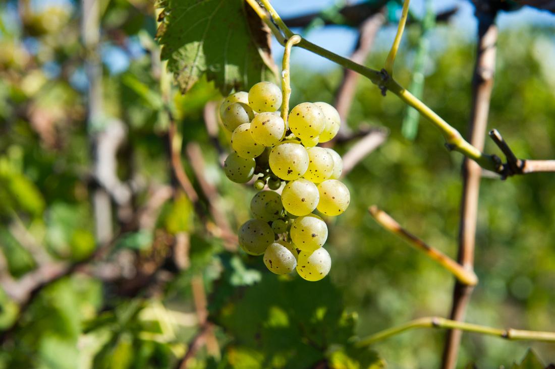 Grapes in a vineyard