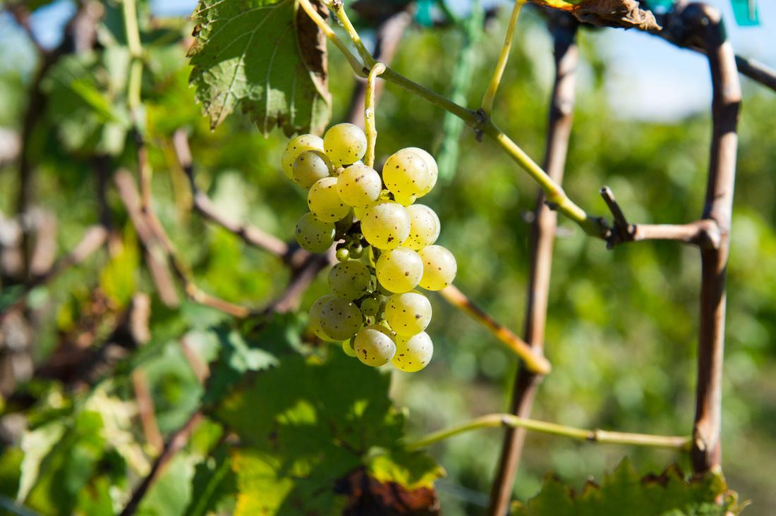 Grapevines at a vineyard