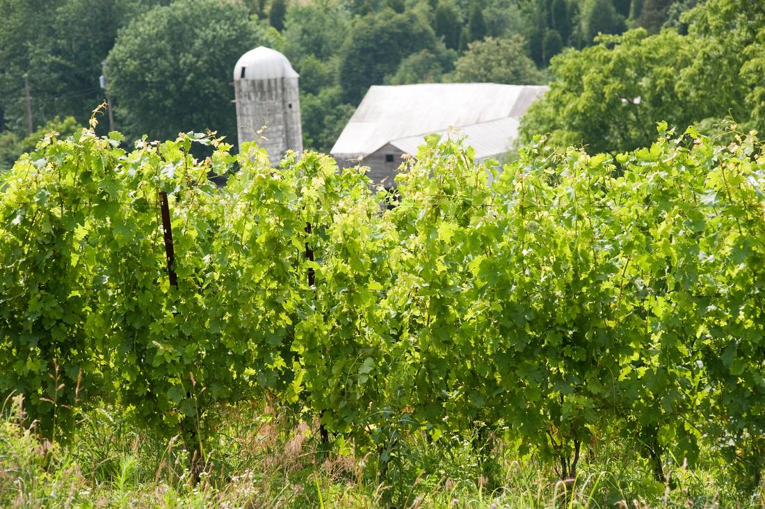 Vineyard in Mt. Airy Maryland