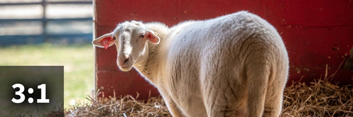 3:1 aspect ratio image