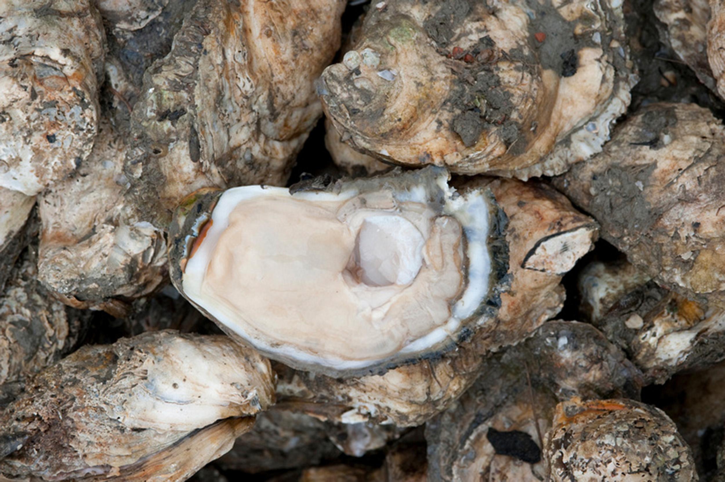 Oysters harvested on the eastern shore of Maryland.