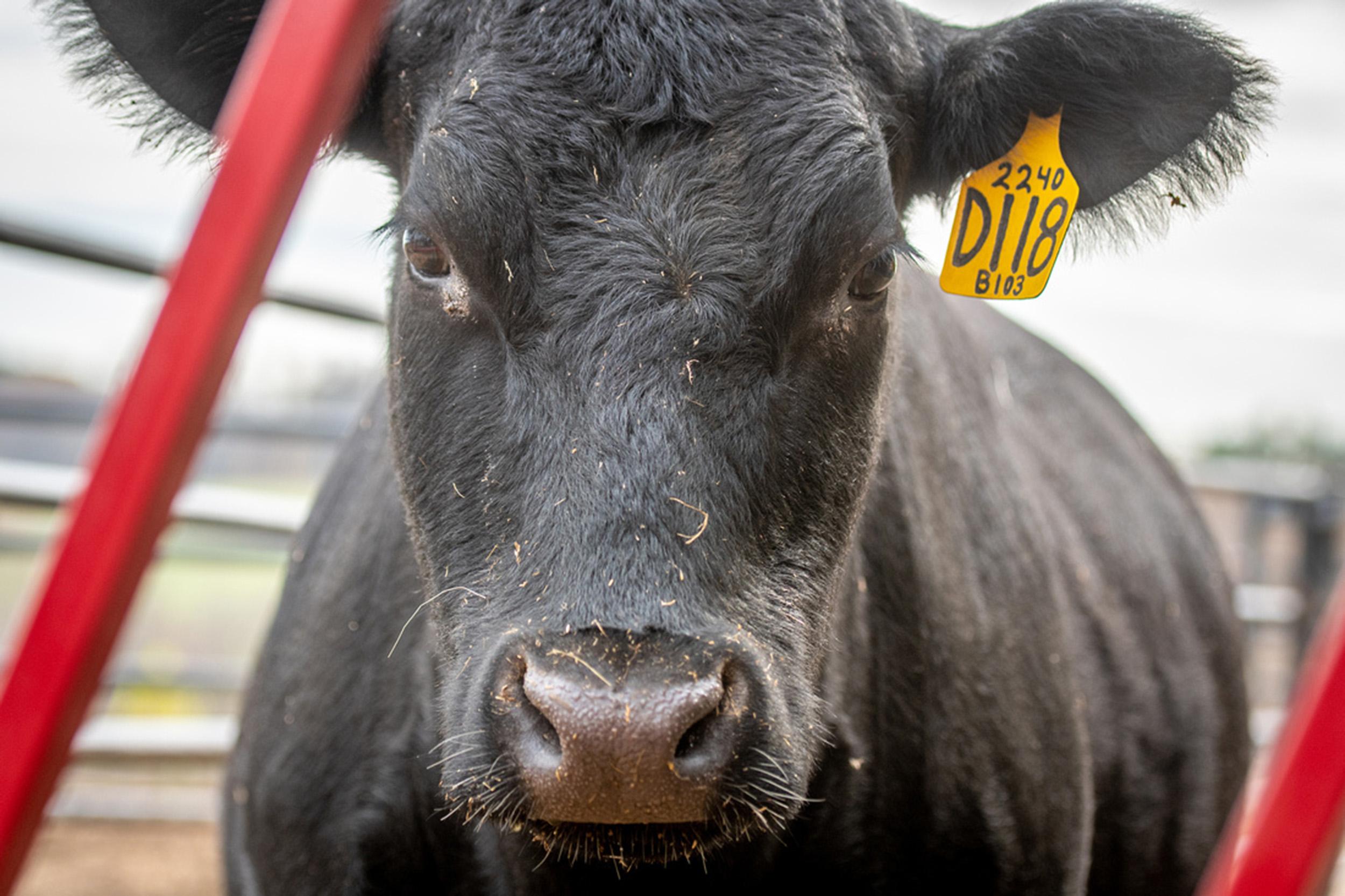 Cattle raised for meat