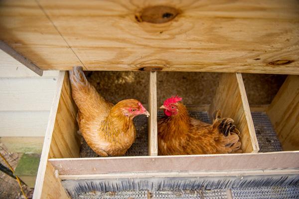 Egg-laying chickens in a nesting box. 