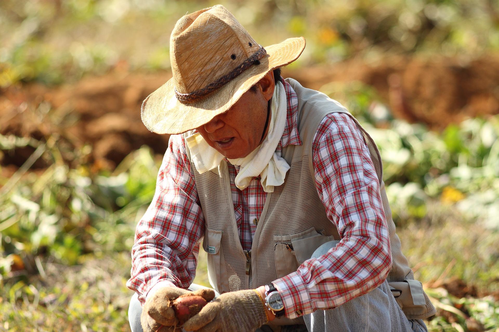  Farmer inspecting harvest in a field. 