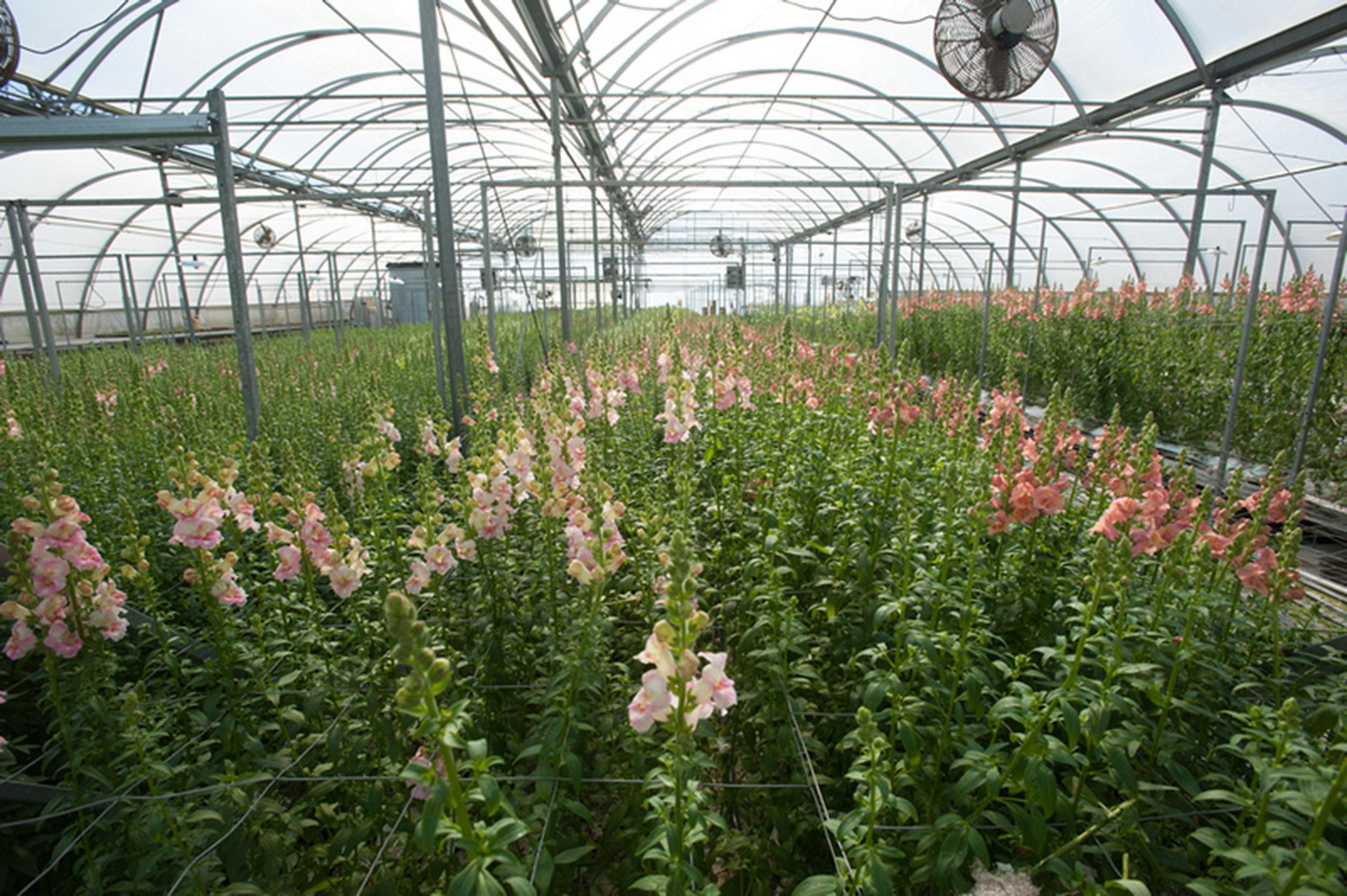 greenhouse of ornamental flowers