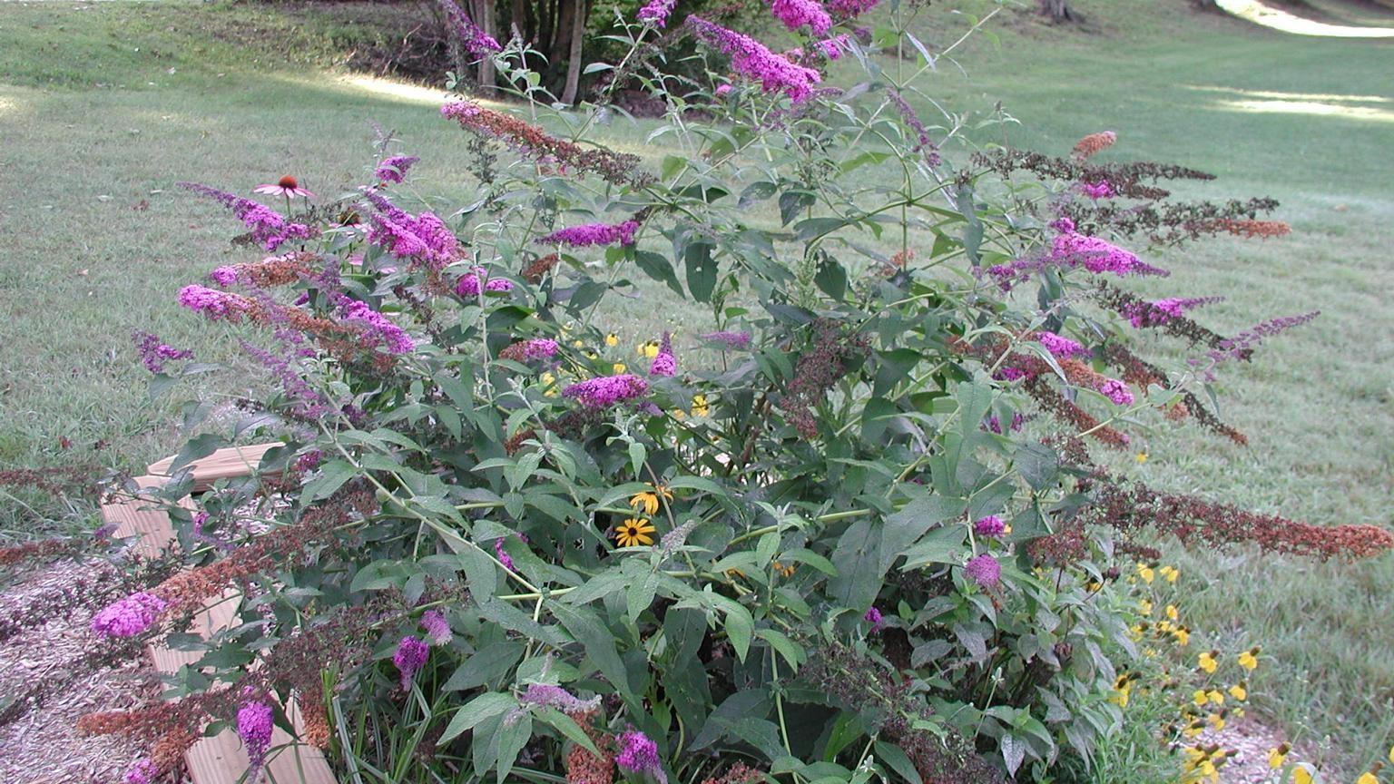 purple flowering invasive butterfly bush