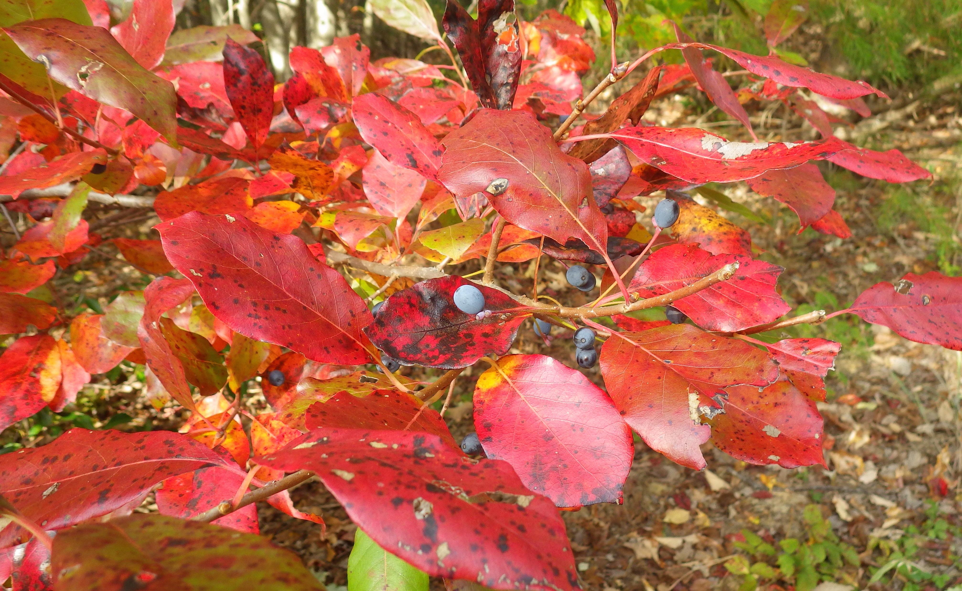 red fall foliage of native blackgum tree